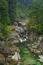 Rainforest river in Yakusugi Land on Yakushima Island, Japan Royalty Free Stock Photo